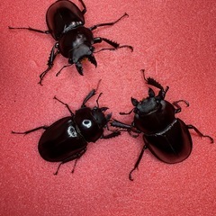 ヤエヤママルバネ　WF1　61mmup ヤエヤママルバネ 61mmup ペア ヤエヤママルバネ WF1 61mmup