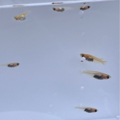 メダカの画像