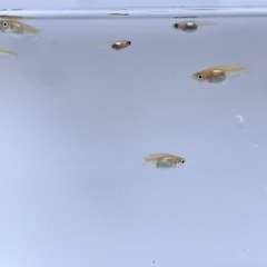 メダカの画像