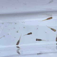 メダカの画像
