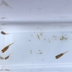 メダカの画像