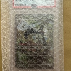 ポケモンカード マスカーニャex SAR (PSA10)の画像
