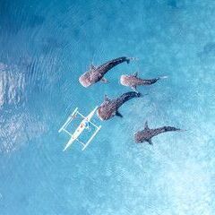 １１月２８日（金）出発！フィリピンのセブ島へ行きます！　１２月３日（水）帰国！の画像