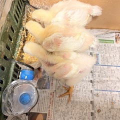 生後3週間のひよこ３羽です。   元気に育っていますが、事情によ...
