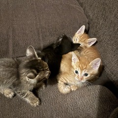 子猫　4兄弟　茶トラ、雉トラ、黒猫