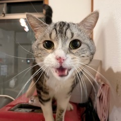 シルバータビー系の雑種猫　女の子です🐱