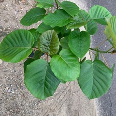 観葉植物　ウンベラータの画像