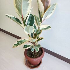 観葉植物　ゴムの木　フィカスティケネ 85cmの画像