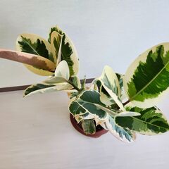 観葉植物　ゴムの木　フィカスティケネ 85cmの画像