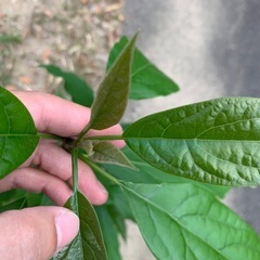 観葉植物　アボガド　の画像