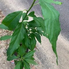 観葉植物　アボガド　の画像