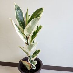 観葉植物　ゴムの木　フィカスティケネ 88cmの画像