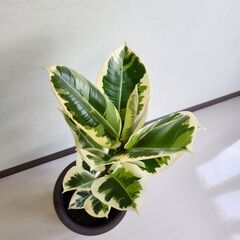 観葉植物　ゴムの木　フィカスティケネ 88cmの画像