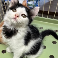 🩷ほごねこ譲渡会🩷in🐾こすみ動物病院🐾
