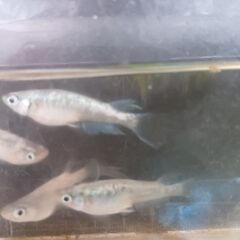青蝶メダカ若魚5匹の画像