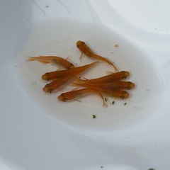 【最終値下げ】メダカ　紅華　8匹　若魚　未選別　めだか　ミジンコ　ゾウリムシ　③の画像