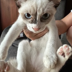 シャムっぽい子と白多めの三毛猫ちゃん　メス