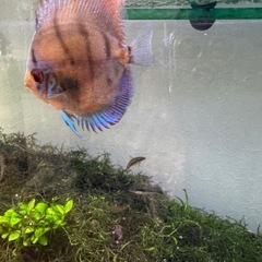 ディスカス2枚での画像