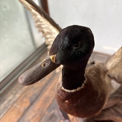 鴨の剥製
の画像