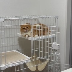 猫 ケージの画像