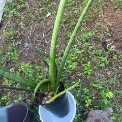 シャコ貝と観葉植物と鉢の画像