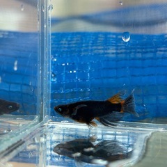 メダカ稚魚ミックス20匹の画像