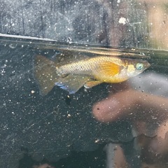 メダカ稚魚ミックス20匹の画像