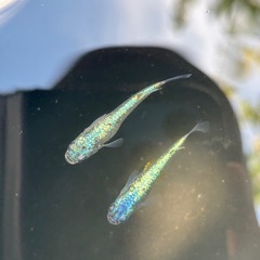 メダカ稚魚ミックス20匹の画像