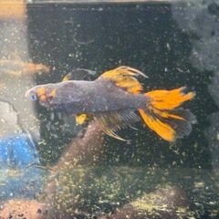 メダカ稚魚ミックス20匹の画像
