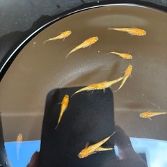 SALE✨️紅華の画像