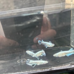 SALE✨️龍尾の画像