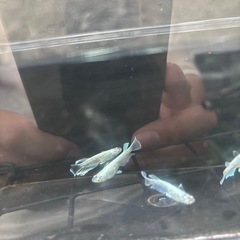 SALE✨️龍尾の画像
