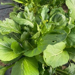 食べ頃のアスパラ菜🥬の画像