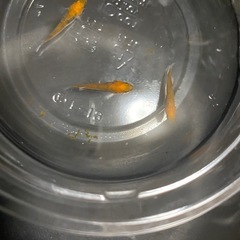 メダカ無人販売の画像
