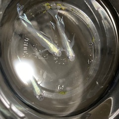 メダカ無人販売の画像
