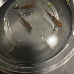 メダカ無人販売の画像