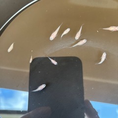 感謝をこめて✨️の画像