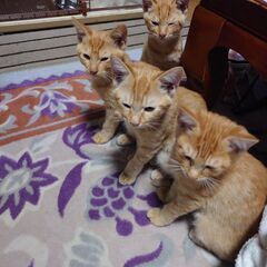 メスねこ3匹