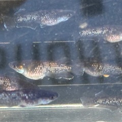 【メダカ】ミッドナイトフリル漆黒　若魚2ペアの画像