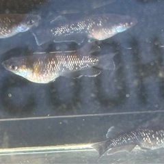 【メダカ】ミッドナイトフリル漆黒　若魚2ペアの画像