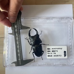 能勢産 オオクワガタ♂ 74mmの画像