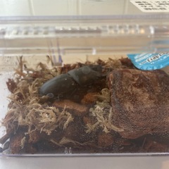 能勢産 オオクワガタ♂ 74mmの画像