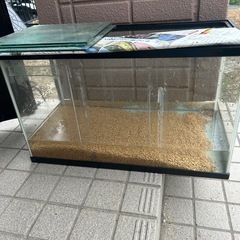 グッピー、水槽の画像