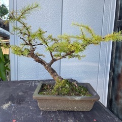 唐松　落葉松　（盆栽)の画像