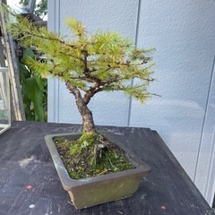 唐松　落葉松　（盆栽)の画像