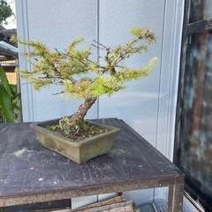 唐松　落葉松　（盆栽)の画像