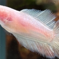 2cm 赤ちゃんベタ　50匹販売達成記念‼︎ 1匹150円、100匹10000円　「熱帯魚」の画像