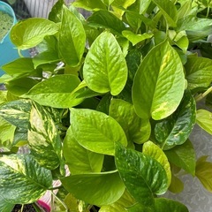 観葉植物の画像