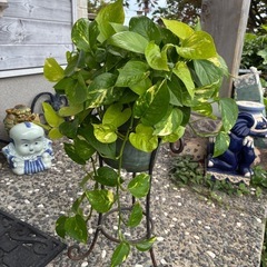 観葉植物の画像