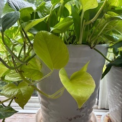 観葉植物の画像
